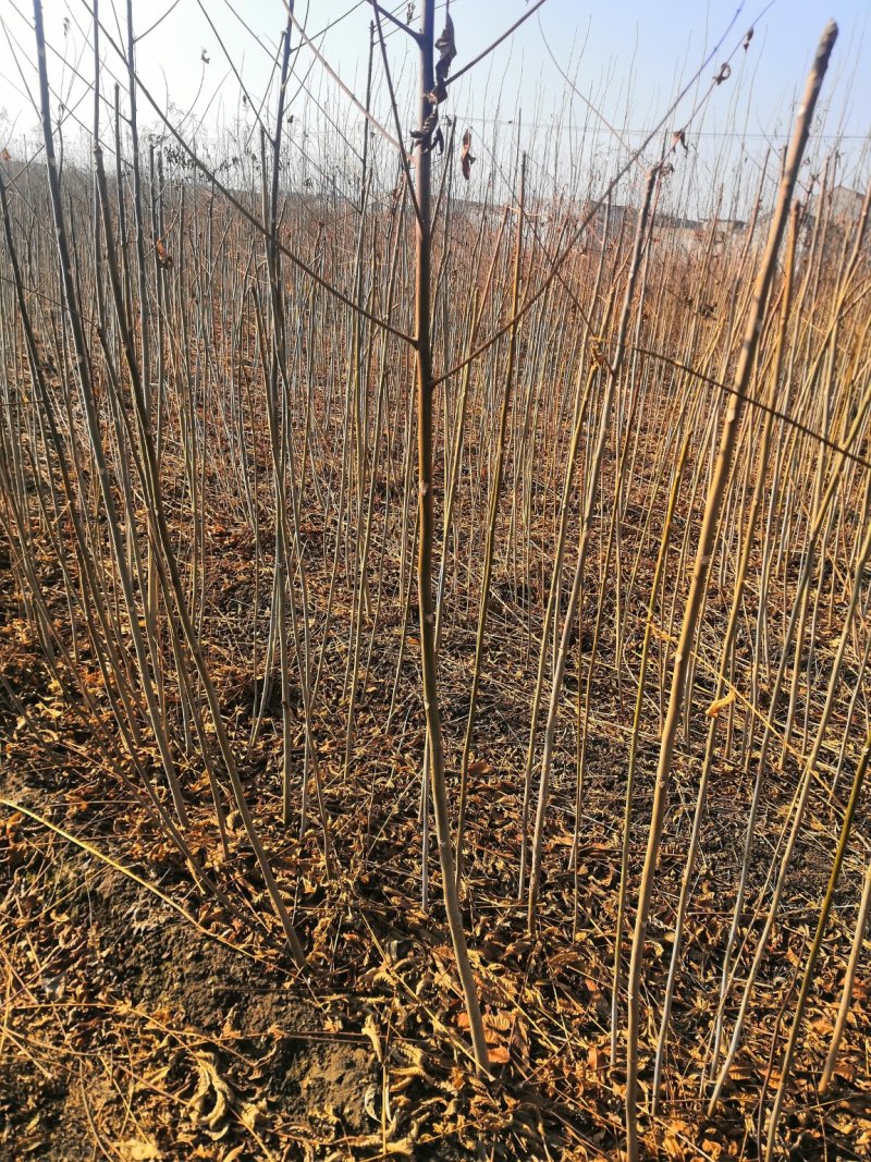 红油香椿苗大棚香椿苗价格大棚香椿苗价格