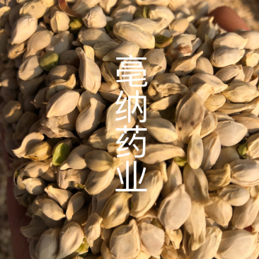 橘核橘子核橘子仁橘米桔核中药材无硫新货橘核一公斤起批