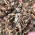 仙鹤草中药材新鲜晒干仙鹤草无硫干货中草药一公斤起批