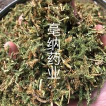 伸筋草舒筋草湖北野生新鲜晒干伸筋草狮子草一公斤起批