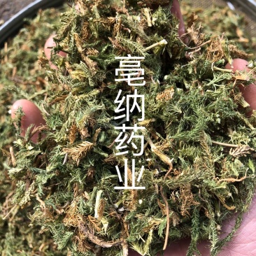伸筋草舒筋草湖北野生新鲜晒干伸筋草狮子草一公斤起批