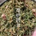 伸筋草舒筋草湖北野生新鲜晒干伸筋草狮子草一公斤起批