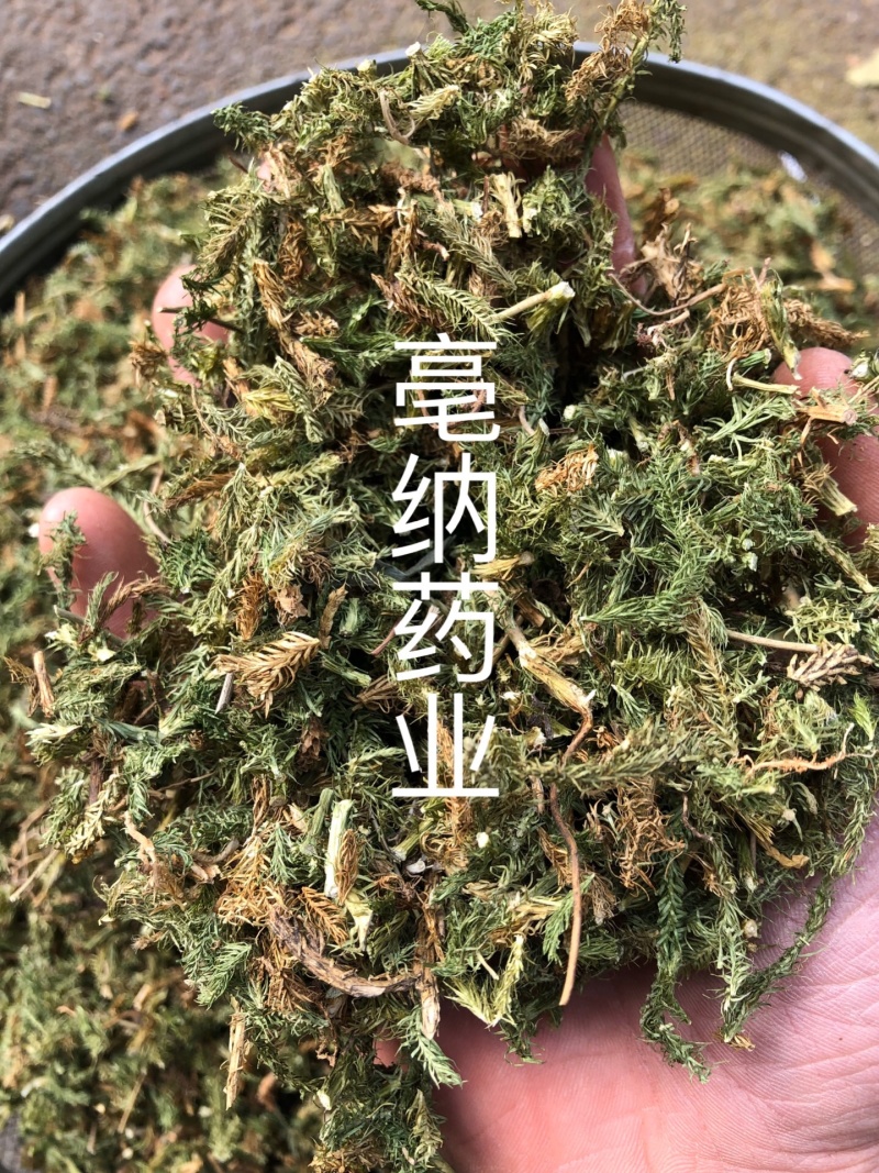 伸筋草舒筋草湖北野生新鲜晒干伸筋草狮子草一公斤起批