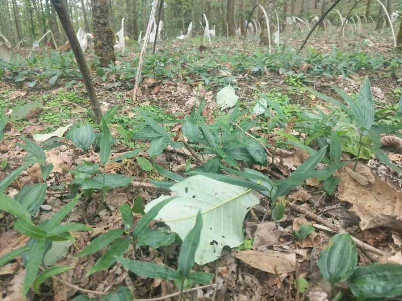 黄精多花姜形黄精四季不倒苗的川黄精