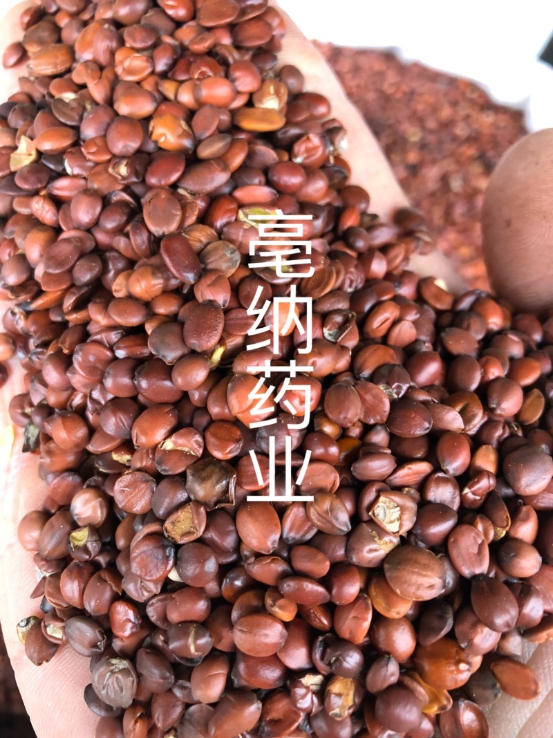 酸枣仁炒酸枣仁中药材国产酸枣仁1⃣️公斤起批