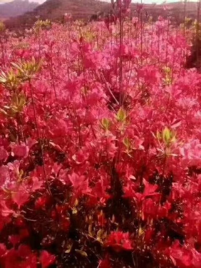 映山红