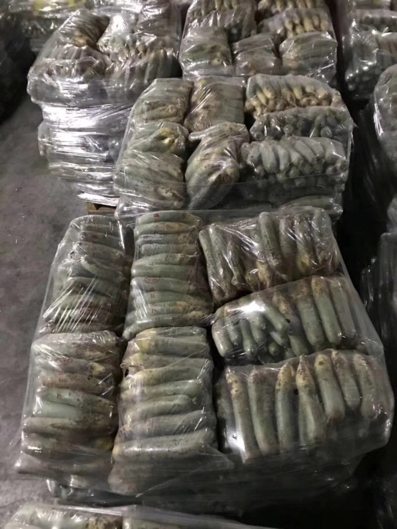 潍县萝卜，“正宗潍县萝卜”固堤特产是走亲访友之选