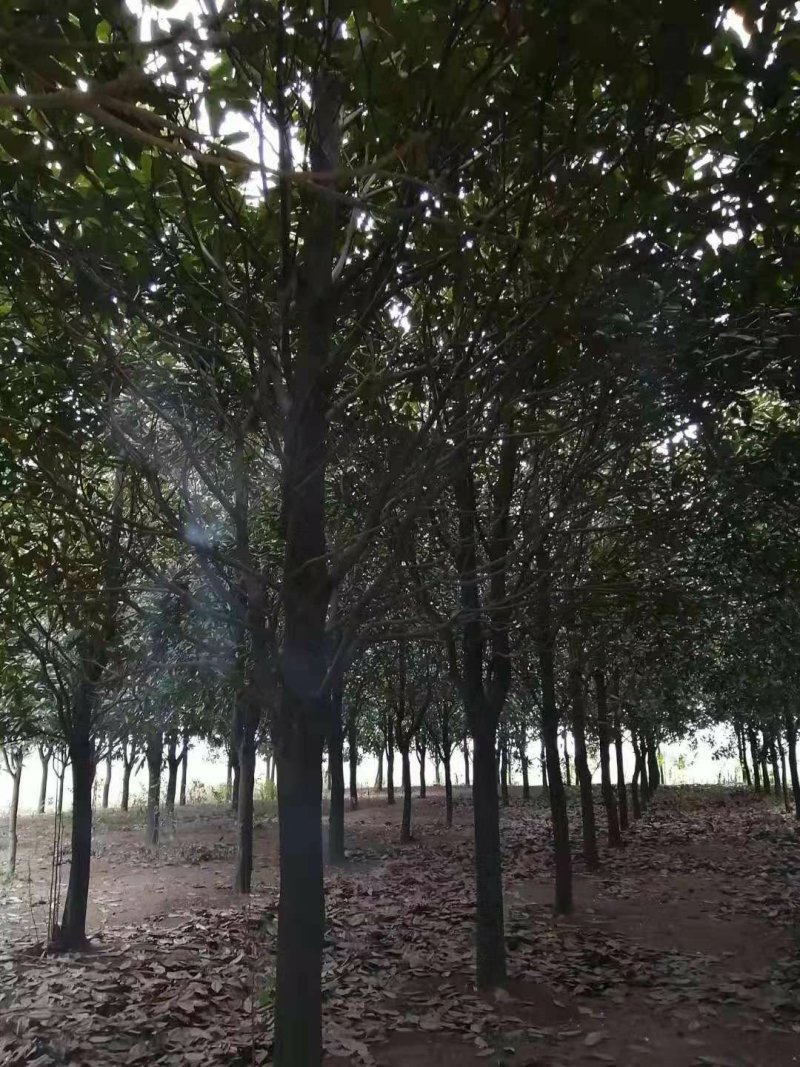 【推荐】湖南广玉兰工程绿化庭院种植现挖现发一手货源