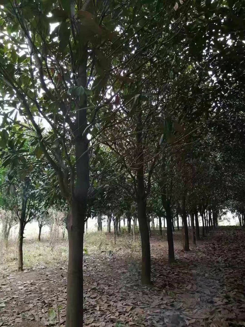 【推荐】湖南广玉兰工程绿化庭院种植现挖现发一手货源