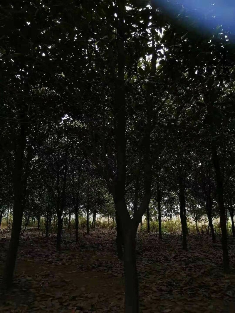 【推荐】湖南广玉兰工程绿化庭院种植现挖现发一手货源