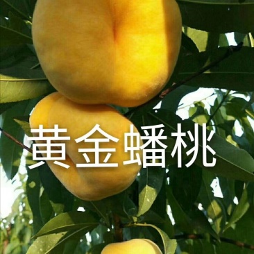 黄金蟠桃苗，果型奇特，浓甜脆嫩，丰产稳产