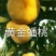 黄金蟠桃苗，果型奇特，浓甜脆嫩，丰产稳产