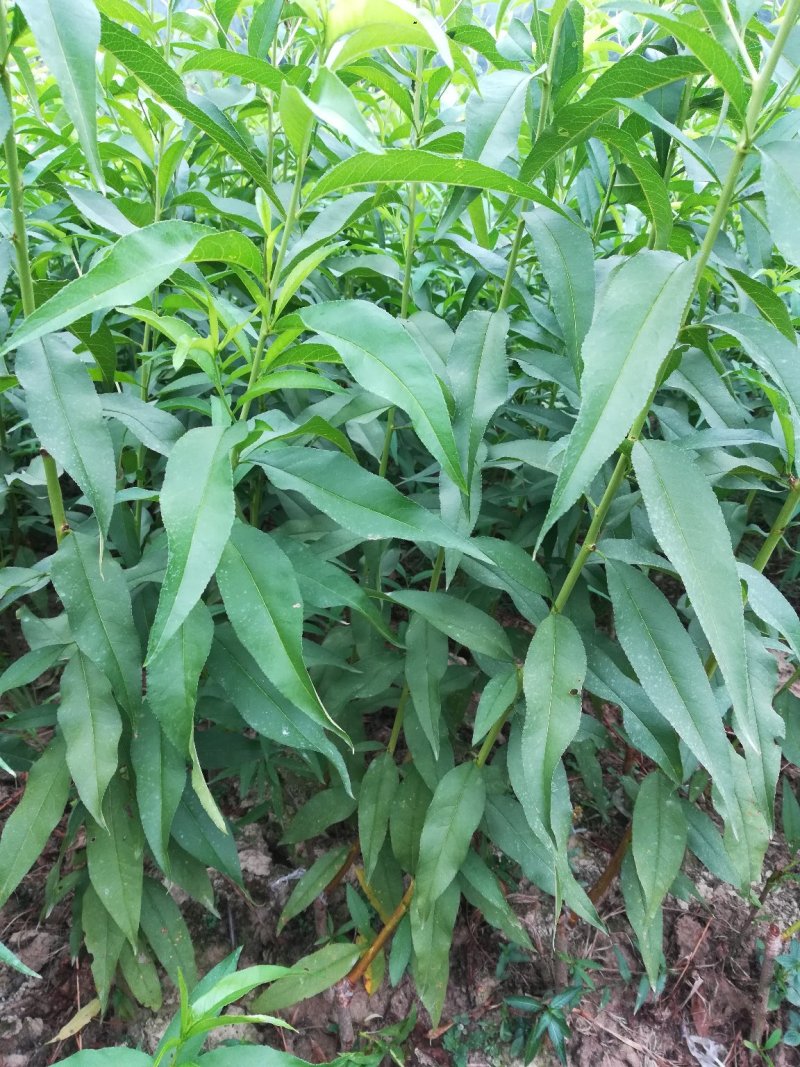 黄金蟠桃苗，果型奇特，浓甜脆嫩，丰产稳产