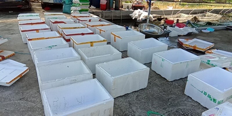鲶鱼苗大口鲶胡子鲶塘鲺埃及