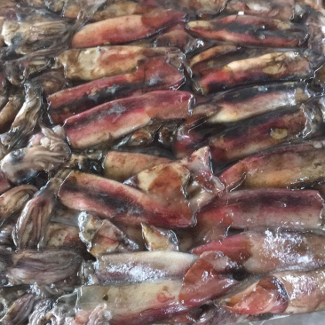 南海黑鱿、北部湾鱿鱼、黑鱿鱼
