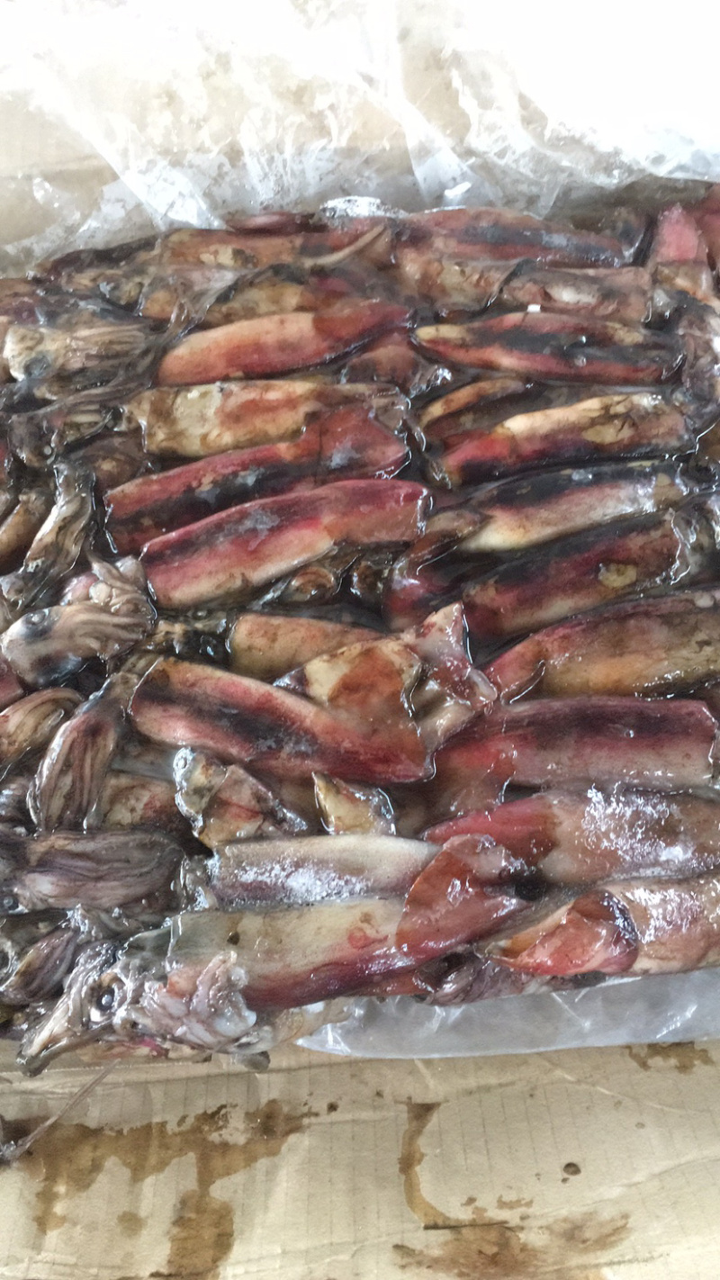 南海黑鱿、北部湾鱿鱼、黑鱿鱼
