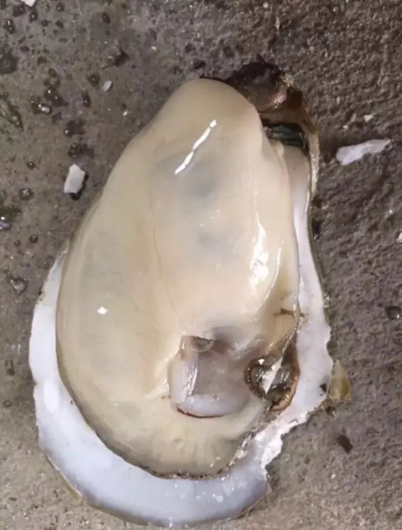 湛江生蚝蚝农一手蚝地直销批发