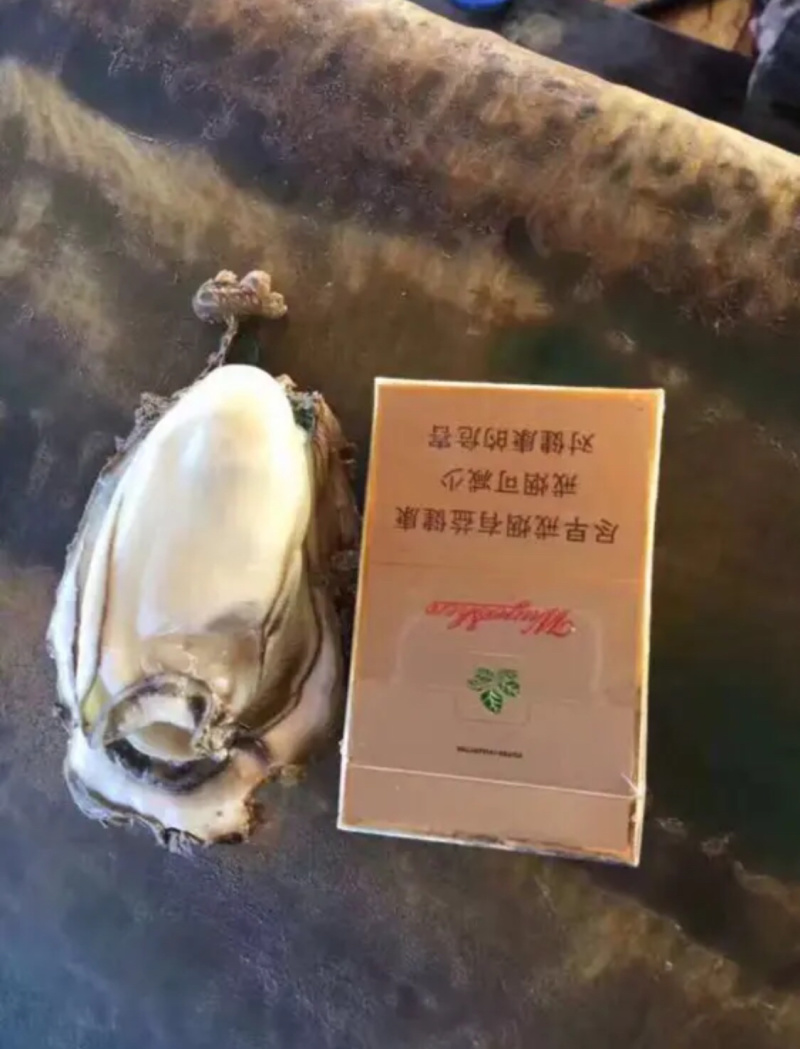 湛江生蚝蚝农一手蚝地直销批发