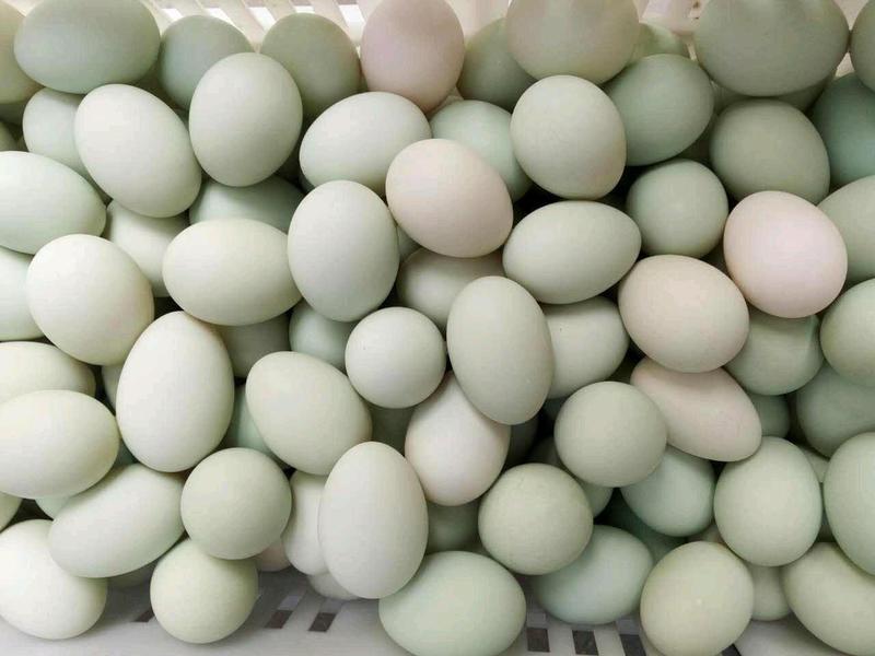 出售新鲜土鸭蛋6.8-7.3个有一斤