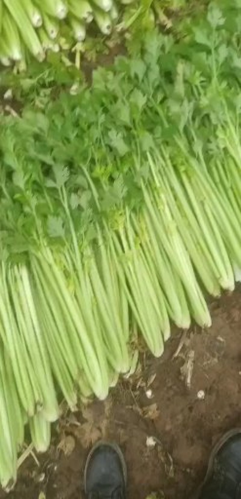 暖棚芹菜电话联系·，，。