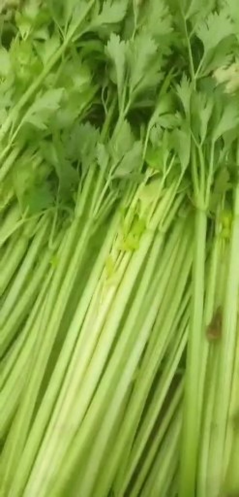 暖棚芹菜电话联系·，，。