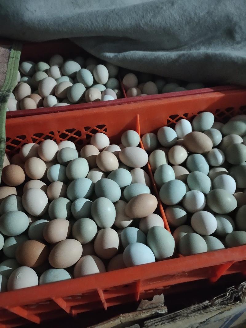 高产型麻羽绿壳蛋鸡苗产蛋率高成活率高抗病能力强