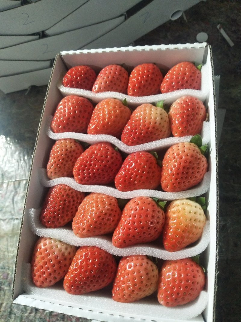 草莓