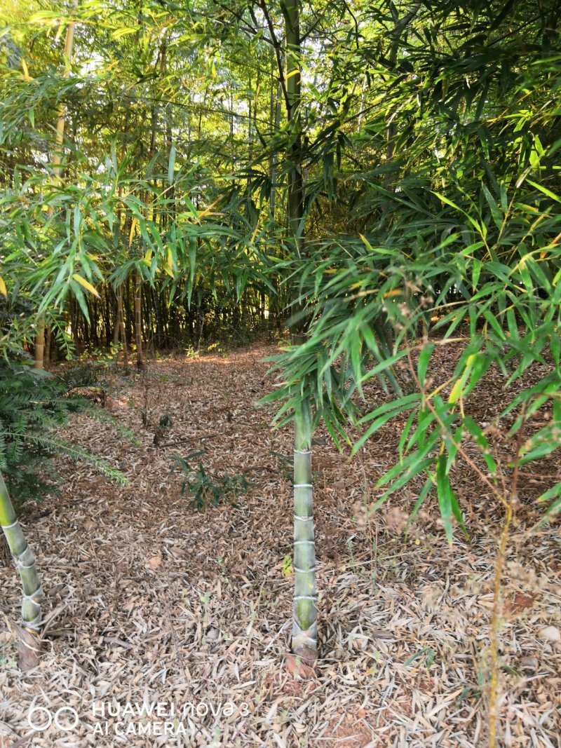 龟甲竹龟甲竹苗龟甲竹批发基地包技术指导