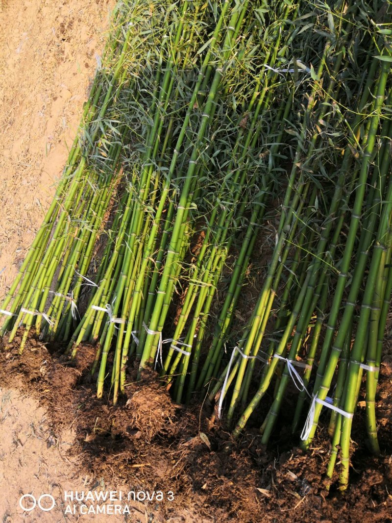 淡竹苗淡竹批发淡竹苗价格淡竹苗基地