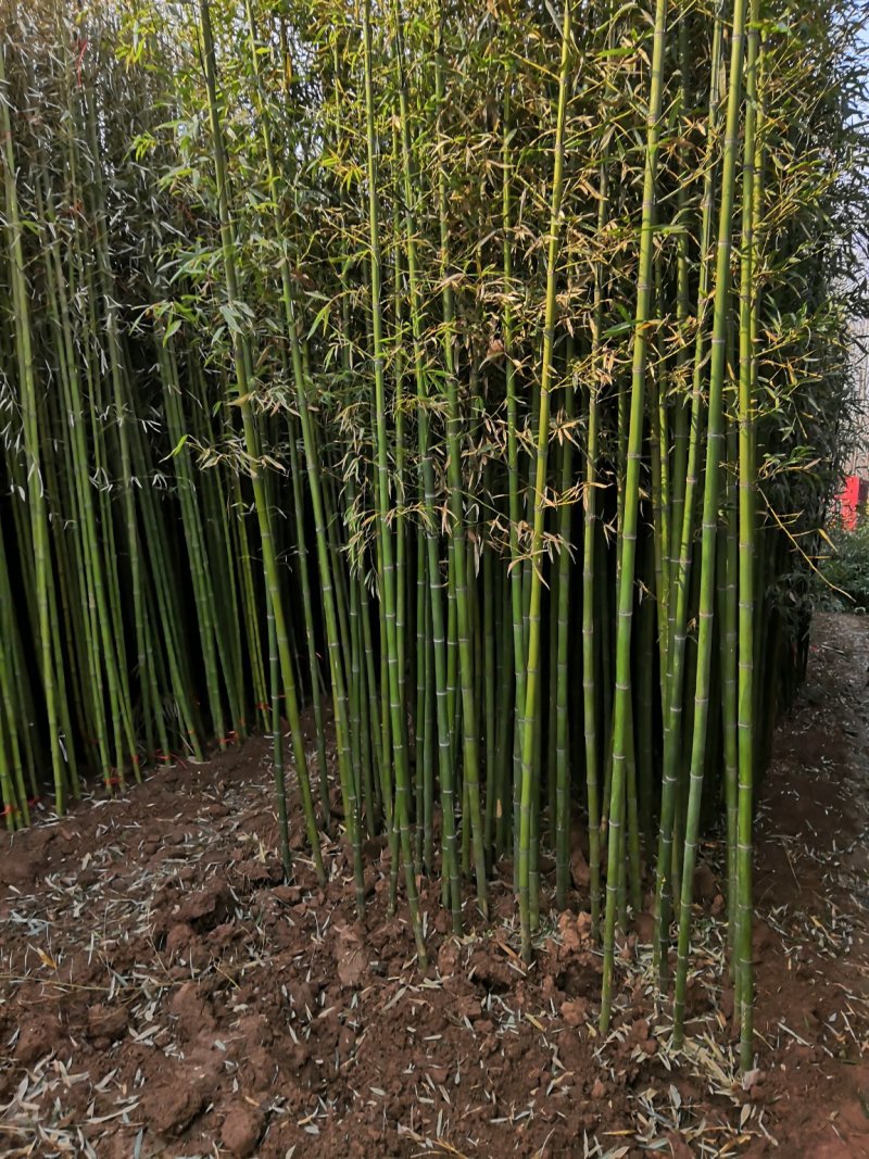 淡竹苗淡竹批发淡竹苗价格淡竹苗基地