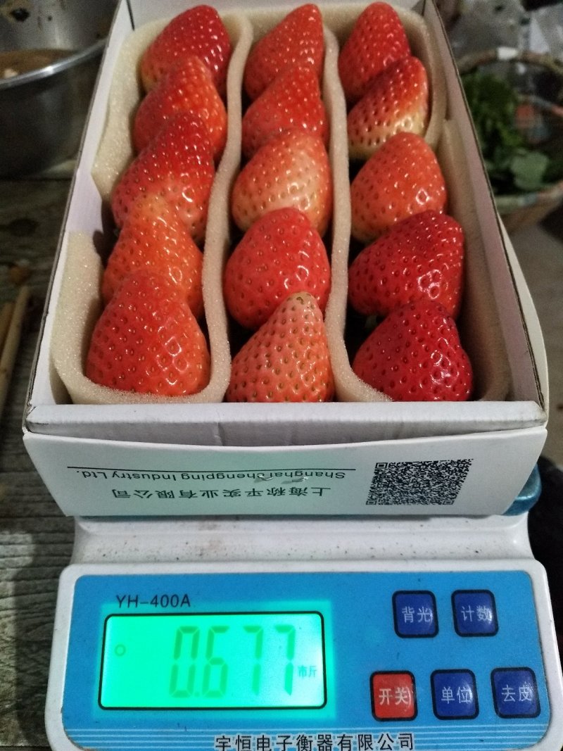 耿集万亩草莓基地