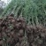 竹苗竹子苗价格竹类植物竹苗批发苏北大型竹苗基地