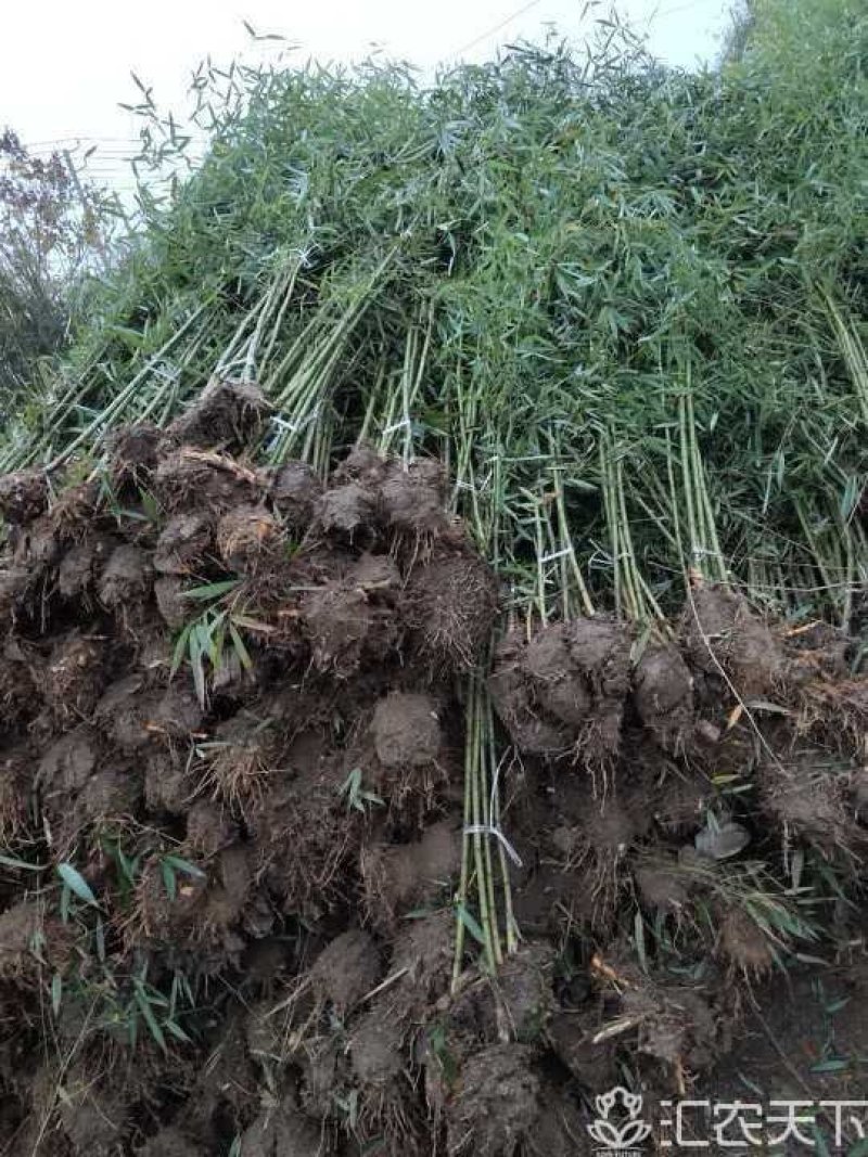 竹苗竹子苗价格竹类植物竹苗批发苏北大型竹苗基地