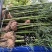 竹苗竹子苗价格竹类植物竹苗批发苏北大型竹苗基地