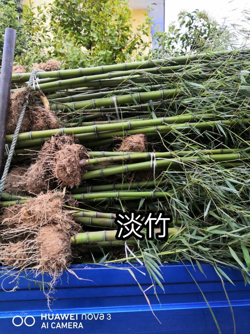 竹苗竹子苗价格竹类植物竹苗批发苏北大型竹苗基地