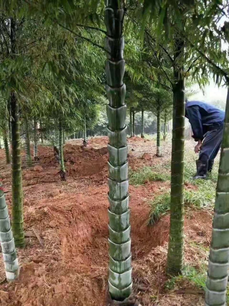 竹苗竹子苗价格竹类植物竹苗批发苏北大型竹苗基地
