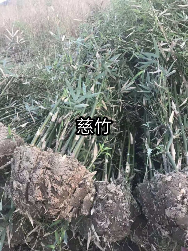 竹苗竹子苗价格竹类植物竹苗批发苏北大型竹苗基地