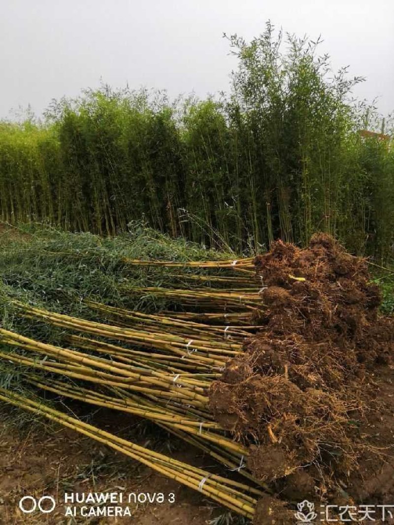 竹苗竹子苗价格竹类植物竹苗批发苏北大型竹苗基地