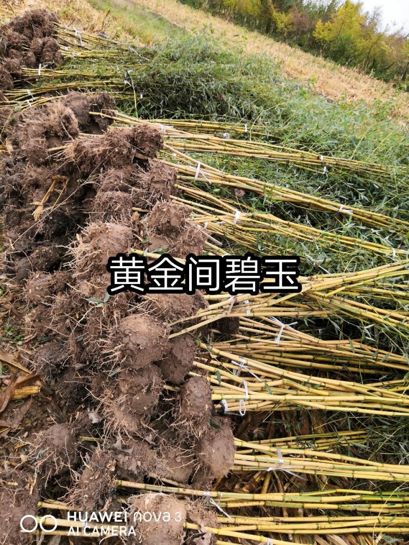 竹苗竹子苗价格竹类植物竹苗批发苏北大型竹苗基地
