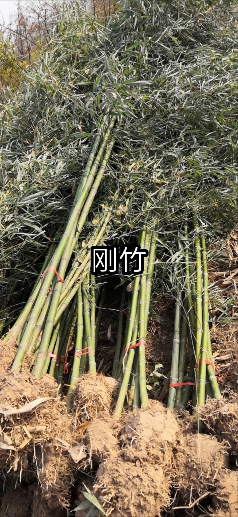 竹苗竹子苗价格竹类植物竹苗批发苏北大型竹苗基地