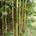 竹苗竹子苗价格竹类植物竹苗批发苏北大型竹苗基地