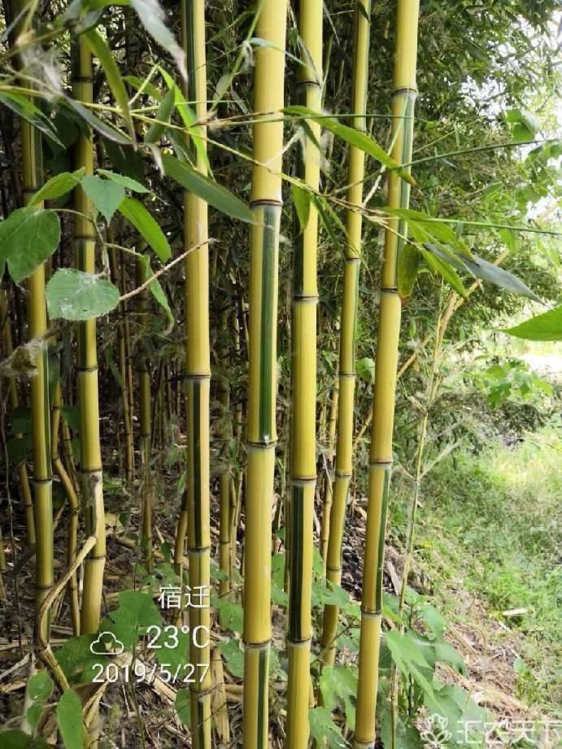 竹苗竹子苗价格竹类植物竹苗批发苏北大型竹苗基地