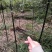 竹苗竹子苗价格竹类植物竹苗批发苏北大型竹苗基地