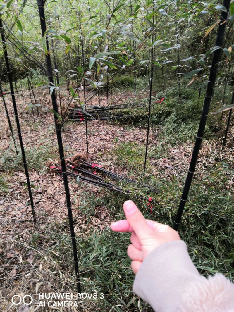 竹苗竹子苗价格竹类植物竹苗批发苏北大型竹苗基地