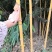 竹苗竹子苗价格竹类植物竹苗批发苏北大型竹苗基地