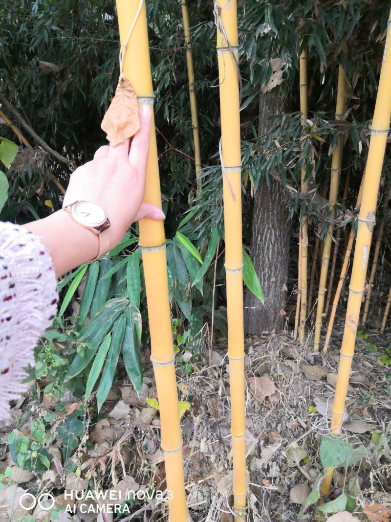 竹苗竹子苗价格竹类植物竹苗批发苏北大型竹苗基地