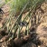 竹苗竹子苗价格竹类植物竹苗批发苏北大型竹苗基地
