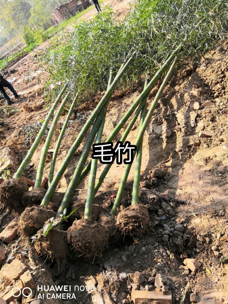 竹苗竹子苗价格竹类植物竹苗批发苏北大型竹苗基地