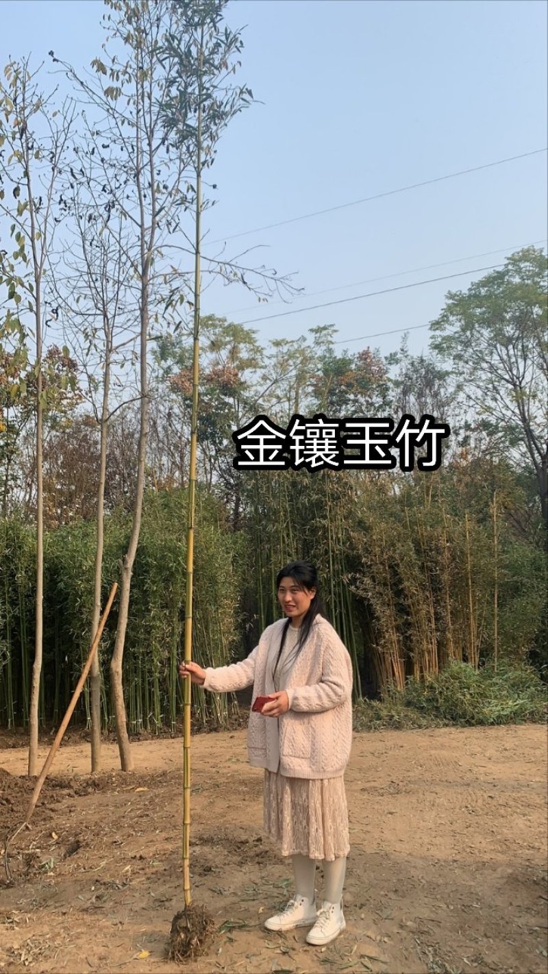 竹苗竹子苗价格竹类植物竹苗批发苏北大型竹苗基地