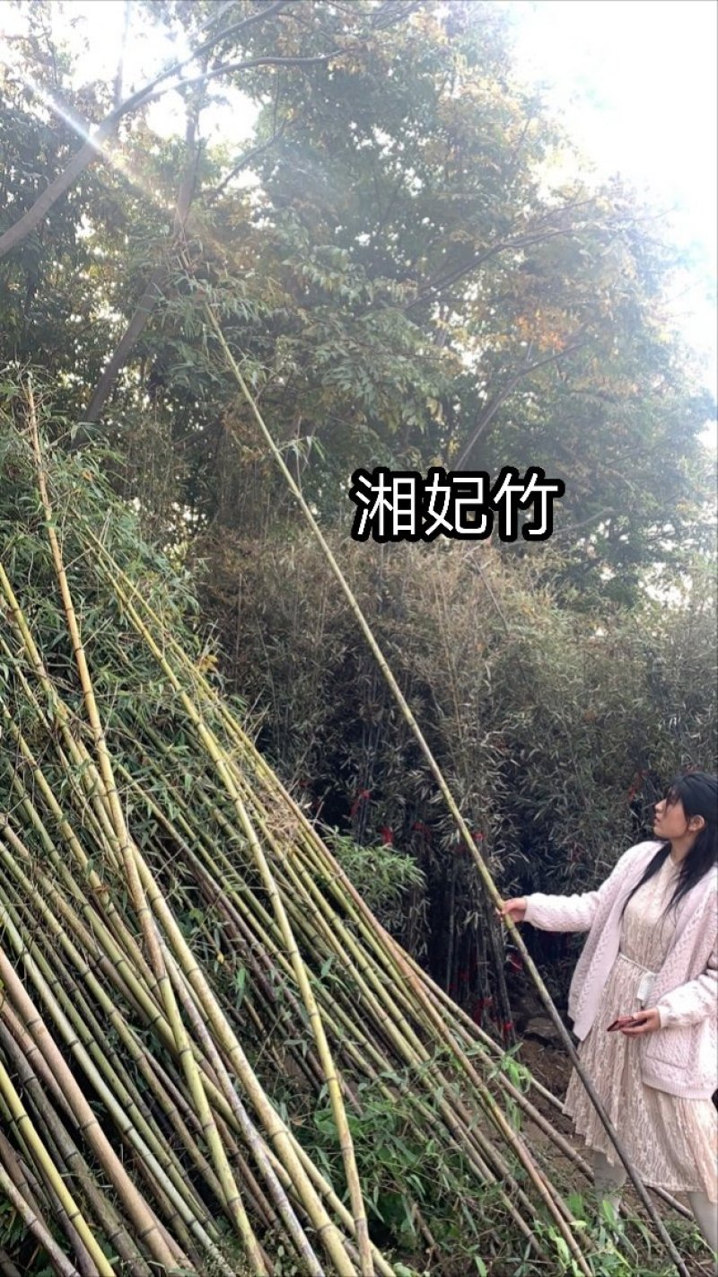 竹苗竹子苗价格竹类植物竹苗批发苏北大型竹苗基地